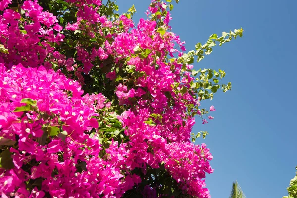 Fiori Rosa Primavera — Foto Stock