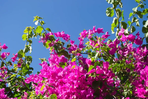 Fiori Rosa Primavera — Foto Stock