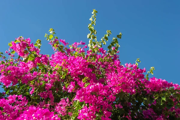 Fiori Rosa Primavera — Foto Stock