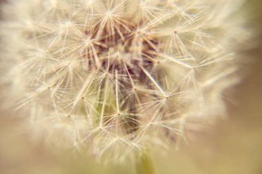Karahindiba dettail makro yeşil