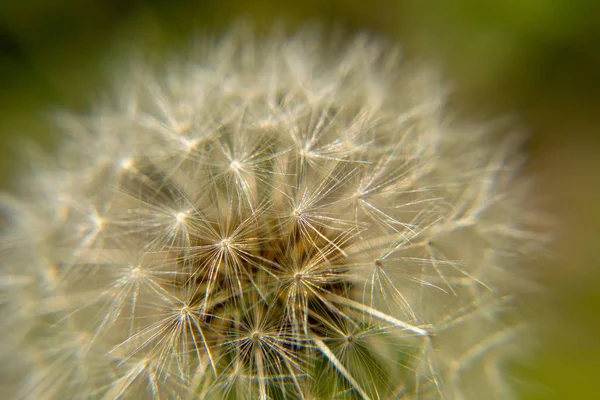 Dente Leão Descolar Macro Verde — Fotografia de Stock