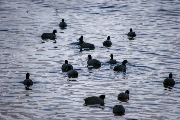 Groep Vogels Het Water — Stockfoto