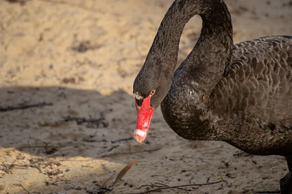 Retrato Cisne Preto — Fotografia de Stock