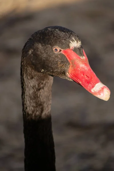 Portret Van Zwarte Zwaan — Stockfoto