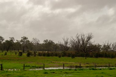 Perth çevre outback yeşil doğa bulutlu gün peyzaj