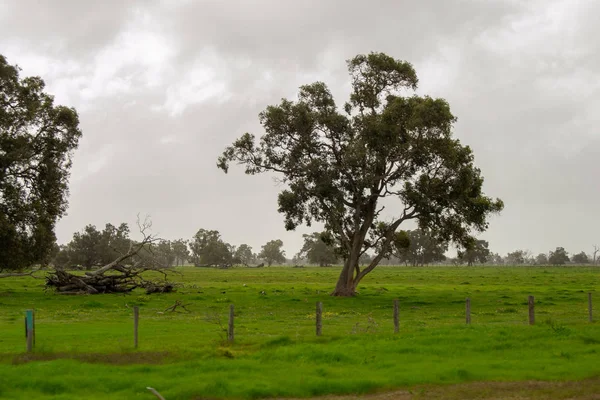 Landschaft Von Perth Umgebung Outback Grüne Natur Bewölkt Tag — Stockfoto