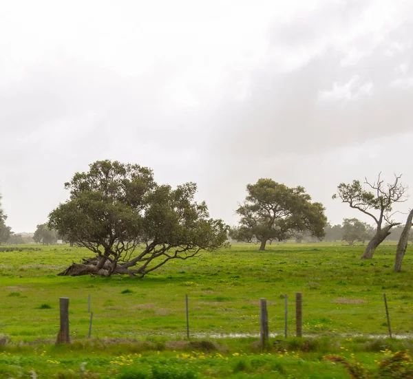 Landskapet Perth Omgivningar Outback Grön Natur Molnig Dag — Stockfoto