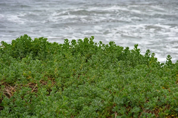 Dettail Van Natuur Australië Dicht Bij Het Strand — Stockfoto