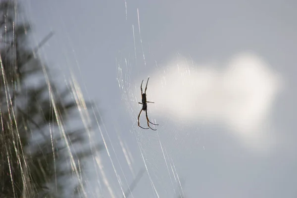 Pavouk Web — Stock fotografie