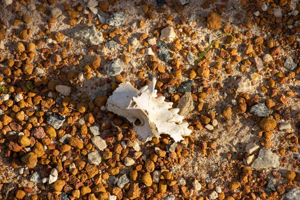 skeleton of an animal on the floor sand and rocks