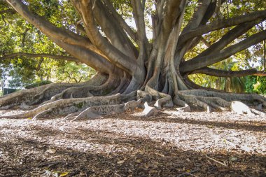 Öğleden sonra bir ağacın kuyruğu