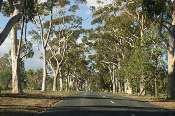 Park Road Full Träd Eftermiddagen — Stockfoto