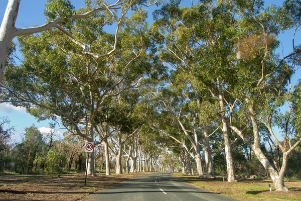 Park Road Full Trees Afternoon — Stock Photo, Image