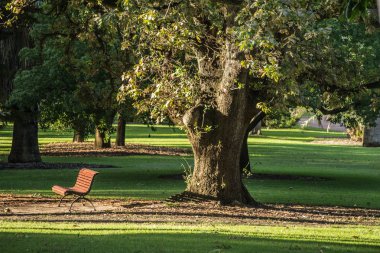 Kings park ağaçları ve çim park sahne
