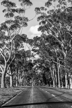 Siyah beyaz ağaçların ortasında Yol