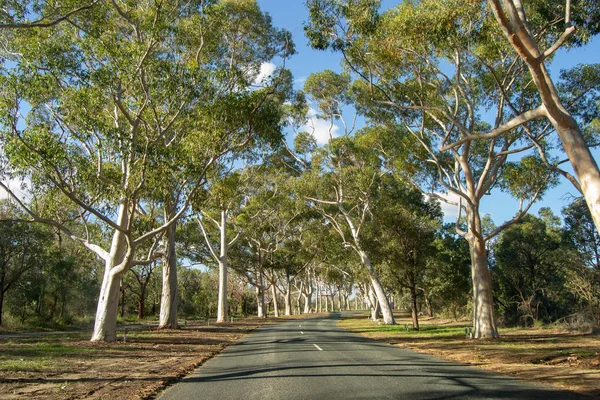Park Road Full Träd Eftermiddagen — Stockfoto