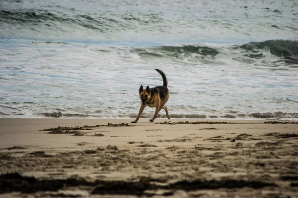 ビーチで楽しんでいるドイツの羊飼いの犬 — ストック写真