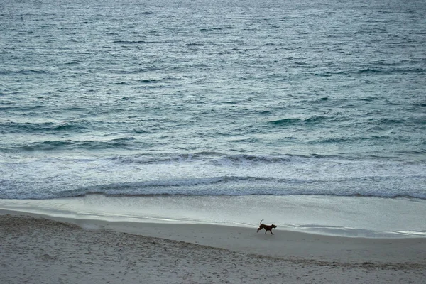 Landschap Van Een Strand Een Man Zijn Hond — Stockfoto