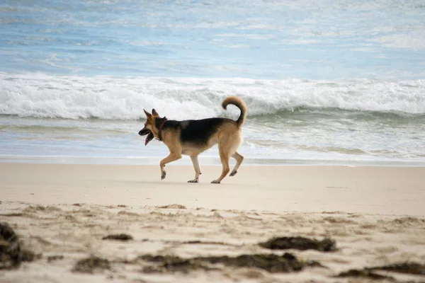 ビーチで楽しんでいるドイツの羊飼いの犬 — ストック写真