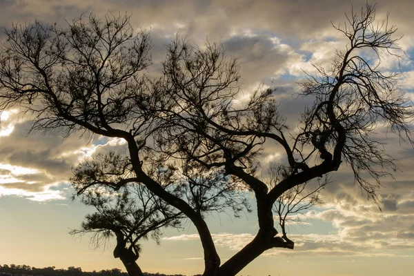 Sillouette Árbol Atardecer Con Nubes Imágenes de stock libres de derechos