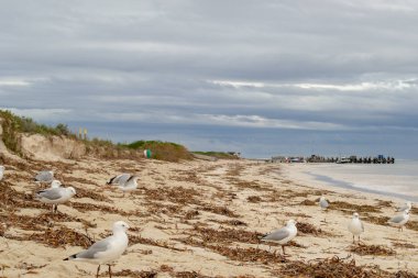 Bulutlu bir günde sahilde deniz kuşları