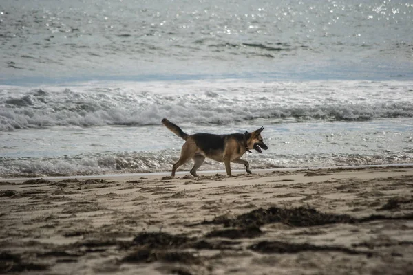 ビーチで楽しんでいるドイツの羊飼いの犬 — ストック写真