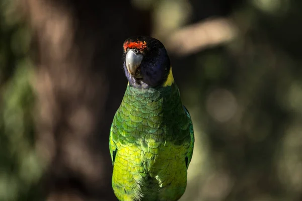 Papagaio Selvagem Colorido Austrália — Fotografia de Stock