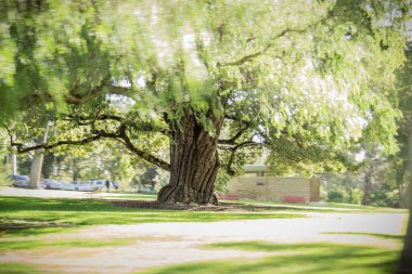 Hareket bulanıklığı ağacı sihirle dolu
