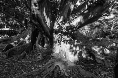 Siyah beyaz bir ağacın dettail