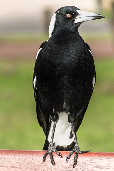 Retrato Pájaro — Foto de Stock