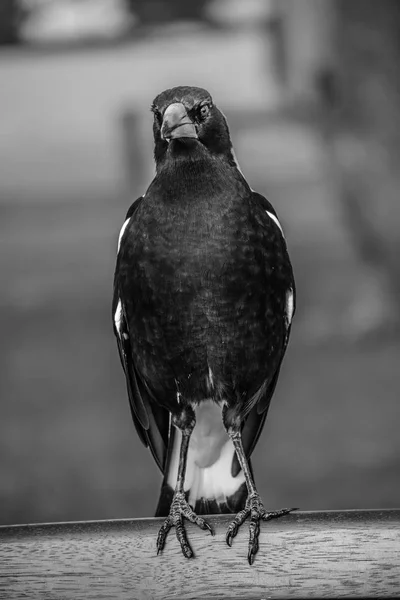 Portret Van Een Vogel — Stockfoto