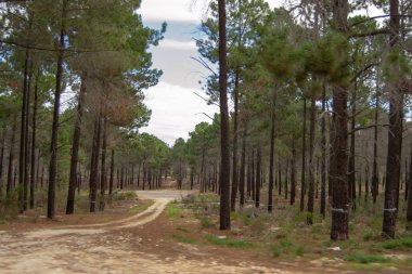 Taşrada ağaçlar ve bitki örtüsü