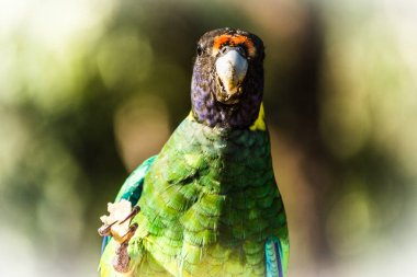 Avustralya'dan renkli yabani papağan