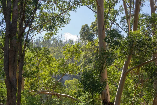 Landschap Dicht Bij Serpentine Falls Perth — Stockfoto