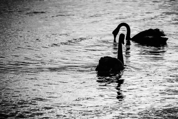 Retrato Cisnes Pretos Muito Contraste — Fotografia de Stock