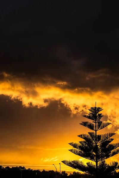 Pôr Sol Paisagem Fogo Céu Árvore Sillouette — Fotografia de Stock
