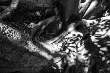 Siyah beyaz bir ağacın dettail