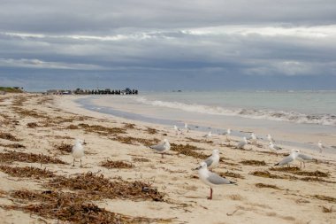 Bulutlu bir günde sahilde deniz kuşları