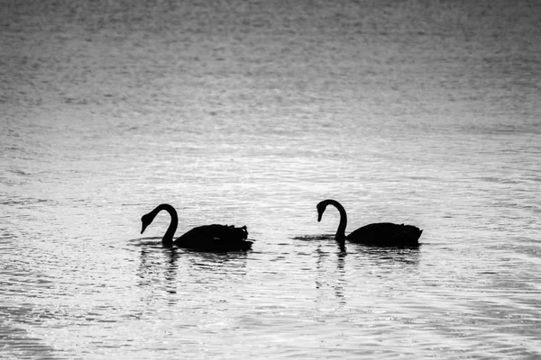 Retrato Cisnes Negros Muy Contraste — Foto de Stock