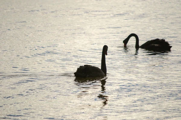 Portrait Black Swans Very Contrast — Stock Photo, Image