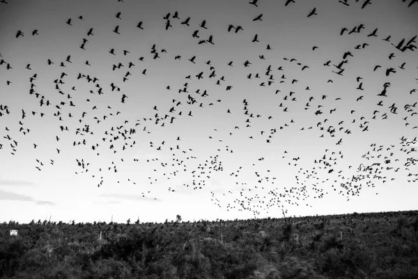 Ομάδα Πουλιών Που Πετούν Πάνω Από Τον Ουρανό — Φωτογραφία Αρχείου