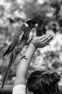 Avustralya'dan renkli yabani papağan