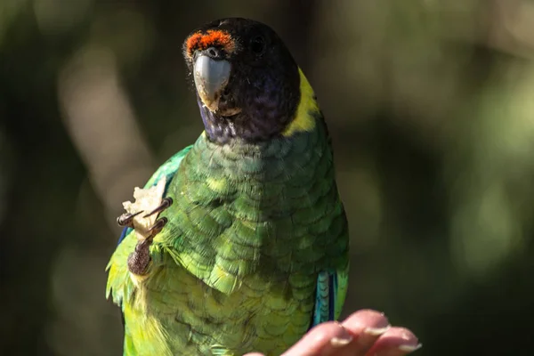 Bunter Wilder Papagei Aus Australien — Stockfoto