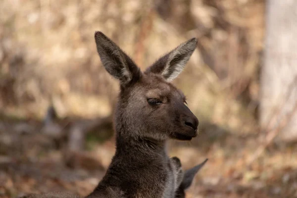 Canguru Selvagem Austrália — Fotografia de Stock