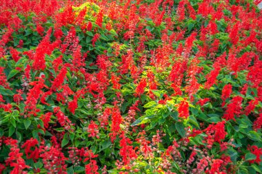 Kings Park'ta kırmızı çiçeklerle dolu