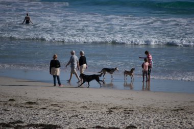 İnsanlar köpeklerle plajda eğleniyor