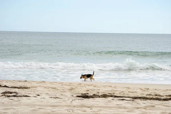 ビーチで楽しんでいるドイツの羊飼いの犬 — ストック写真