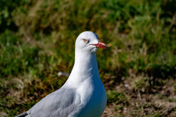 Retrato Una Gaviota —  Fotos de Stock