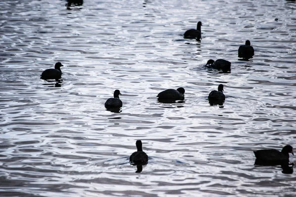 Vogelgruppe Auf Dem Wasser — Stockfoto