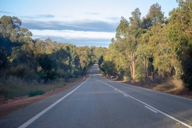 Ağaçlarla dolu yol gezisi